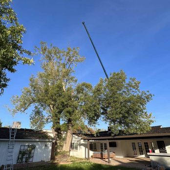 Core Tree Service - Tree Services Near Me - Glendale, Arizona