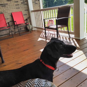 Washington County - Idk what to do.Need desperately to find my Tug a good home 11/2 yr old, recently spayed, has all shots recently rabies to. Needs attention. - Animal Shelters Near Me - Abingdon, Virginia