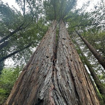 Santa Barbara Botanic Garden - Red wood - Botanical Gardens Near Me - Santa Barbara, California Santa Barbara Botanic Garden - Red wood - Botanical Gardens Near Me - Santa Barbara, California