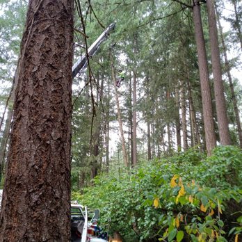 Simply Trees - Tony in action - Tree Services Near Me - Mckenna, Washington