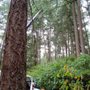 Photo of Simply Trees