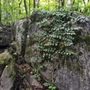 Photo of Rumbling Bald State Park
