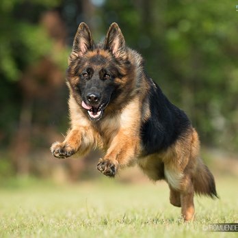 Romeunder German Shepherd Dogs - Pet Training Near Me - Terrell, Texas Romeunder German Shepherd Dogs - Pet Training Near Me - Terrell, Texas