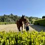 Photo of Laura Goodenkauf Dressage