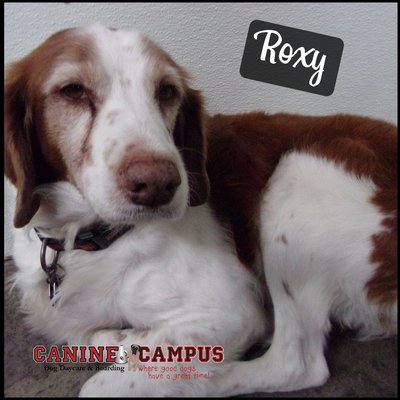 canine campus dog daycare & boarding