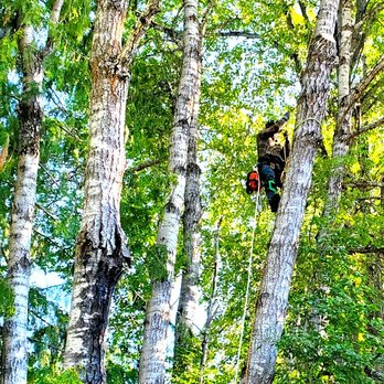 Austin's Tree Services - Tree Services Near Me Austin's Tree Services - Tree Services Near Me