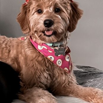 Sakura Pet Grooming - Best groomer ever! - Pet Groomers Near Me - Miami, Florida Sakura Pet Grooming - Best groomer ever! - Pet Groomers Near Me - Miami, Florida