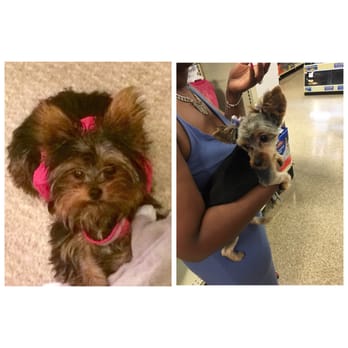 PetSmart - YORKIE puppy BEFORE- Petsmart vs. AFTER Petsmart. The groomers do not follow directions. - Pet Stores Near Me - Owings Mills, Maryland PetSmart - YORKIE puppy BEFORE- Petsmart vs. AFTER Petsmart. The groomers do not follow directions. - Pet Stores Near Me - Owings Mills, Maryland