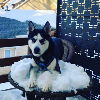 No Leash Needed - Husky - Pet Training Near Me - Valley Park, Missouri