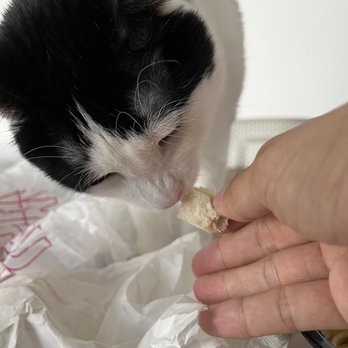 Pasta Party - my kitty enjoyed their bread too - Pizza Near Me - Orange, California Pasta Party - my kitty enjoyed their bread too - Pizza Near Me - Orange, California