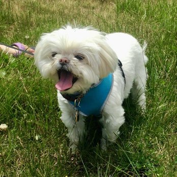 Peaceful Pet Passing - Veterinarians Near Me Peaceful Pet Passing - Veterinarians Near Me