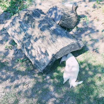 Toronto Zoo - Suntanning - Zoos Near Me - Toronto, Ontario Toronto Zoo - Suntanning - Zoos Near Me - Toronto, Ontario