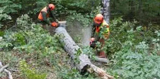 Glorioso Tree Service - tree service in Kansas City, MO