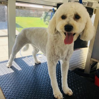 RFA Mobile Grooming Services - Pet Groomers Near Me RFA Mobile Grooming Services - Pet Groomers Near Me