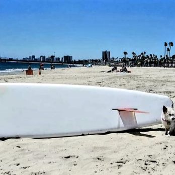 Rosie's Dog Beach - The surfboard marks the ending of the dog beach in the beginning of the human's only section of the beach. - Dog Parks Near Me - Long Beach, California Rosie's Dog Beach - The surfboard marks the ending of the dog beach in the beginning of the human's only section of the beach. - Dog Parks Near Me - Long Beach, California