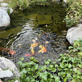 Karma Vineyards - Koi fish pond - Wineries Near Me - Chelan, Washington Karma Vineyards - Koi fish pond - Wineries Near Me - Chelan, Washington