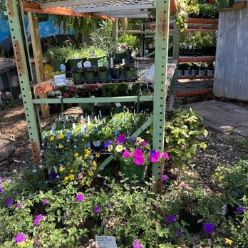 Accent Nursery & Landscaping - a variety of flowers - Nurseries & Gardening Near Me - Douglasville, Georgia Accent Nursery & Landscaping - a variety of flowers - Nurseries & Gardening Near Me - Douglasville, Georgia