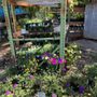Photo of Accent Nursery & Landscaping