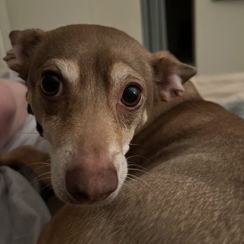 SAGE Veterinary Centers - Concord - Our boy Jaxon - Veterinarians Near Me - Concord, California