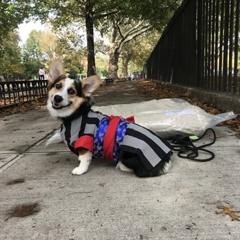 Metro Dog Training - Takito won first prize! - Pet Training Near Me - Brookyln, New York