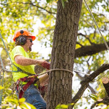Sharp Scapes - a man cutting a tree with a chainsaw - Landscaping Near Me - Desoto, Texas Sharp Scapes - a man cutting a tree with a chainsaw - Landscaping Near Me - Desoto, Texas