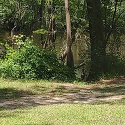 Colleton State Park Office - Edisto River