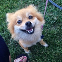 Burnham Veterinary Clinic - She is missing now going on 3 days