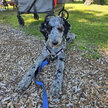 Rescue City - Pet Adoption Near Me