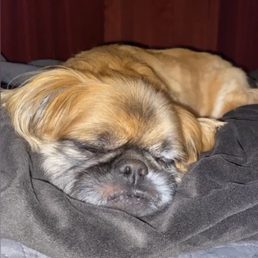 Brutus - A tan-colored dog with closed eyes is resting on a dark blanket, appearing relaxed and comfortable.