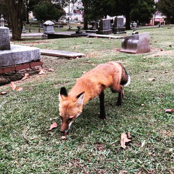 Oak Hill Cemetery - Vera the vixen comes to Pat a visit and for her share of a can of sardines - Funeral Services & Cemeteries Near Me - Birmingham, Alabama Oak Hill Cemetery - Vera the vixen comes to Pat a visit and for her share of a can of sardines - Funeral Services & Cemeteries Near Me - Birmingham, Alabama