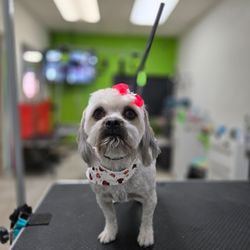 Pets Planet Grooming Shop - Dog, Shih Tzu