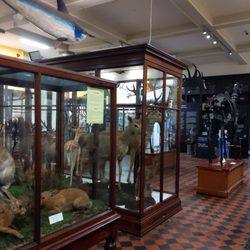 National Museum of Ireland- Natural History