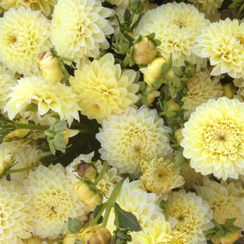 KC Flowers - Florists Near Me - Galt, California KC Flowers - Florists Near Me - Galt, California