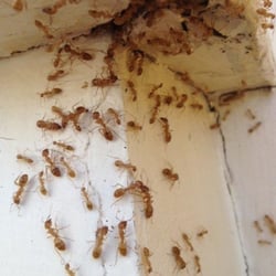 Frazier Pest Control - Add a caption