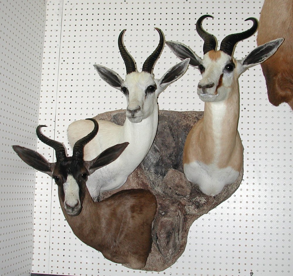 American Wild Life Taxidermy - taxidermy in Albuquerque, NM