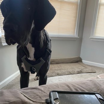 Groom & Board - Here Is my gentle giant :-) - Pet Groomers Near Me - Philadelphia, Pennsylvania Groom & Board - Here Is my gentle giant :-) - Pet Groomers Near Me - Philadelphia, Pennsylvania