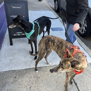 B-Side Bakehouse - Adorable greyhounds waiting for crumbs!! - Bakeries Near Me - Richmond, Virginia B-Side Bakehouse - Adorable greyhounds waiting for crumbs!! - Bakeries Near Me - Richmond, Virginia