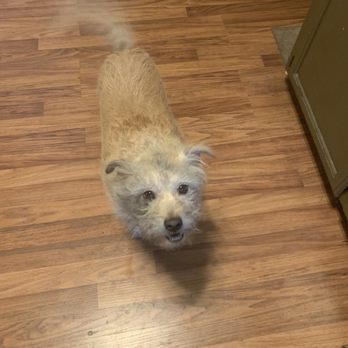 Shear Delight - This is his BEFORE photo, he stuck his head into a fire pit looking for yesterdays barbecue - Pet Groomers Near Me - Yuma, Arizona Shear Delight - This is his BEFORE photo, he stuck his head into a fire pit looking for yesterdays barbecue - Pet Groomers Near Me - Yuma, Arizona