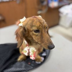 Mardis'dog Salon