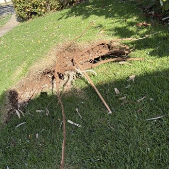 Arbor Craft - Remainder of tree that was blown over by Lala - Tree Services Near Me