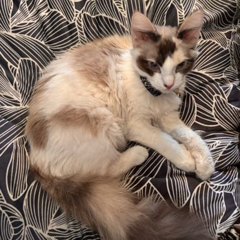 Orphan Kitten Rescue - The kitten I adopted from orphan kitten rescue! - Pet Adoption Near Me - Manteca, California Orphan Kitten Rescue - The kitten I adopted from orphan kitten rescue! - Pet Adoption Near Me - Manteca, California