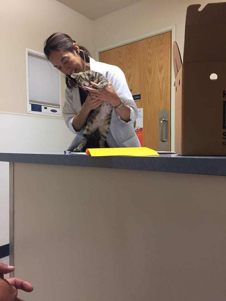 vca almaden valley animal hospital yelp