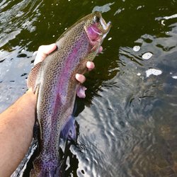 Appalachian Fly and Yak - Big rainbow!