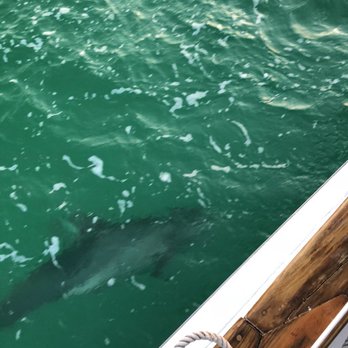 AJ's Water Adventures - Dolphin next to the boat! - Boat Charters Near Me - Destin, Florida AJ's Water Adventures - Dolphin next to the boat! - Boat Charters Near Me - Destin, Florida