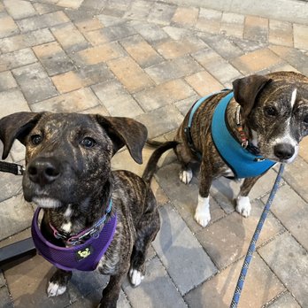 The Garden - two dogs standing on a brick patio - Beer Gardens Near Me - Napa, California The Garden - two dogs standing on a brick patio - Beer Gardens Near Me - Napa, California