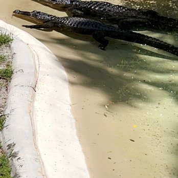 Flamingo Gardens - These are alligators laying in the water - Botanical Gardens Near Me - Davie, Florida Flamingo Gardens - These are alligators laying in the water - Botanical Gardens Near Me - Davie, Florida