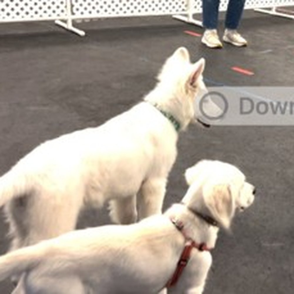 Exceptional Pet - Pet Training Near Me - Newtown, Connecticut