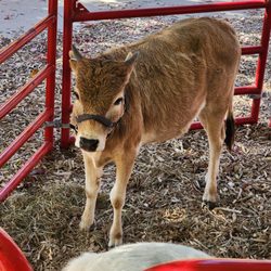 Tiny Hinies Mobile Petting Zoo
