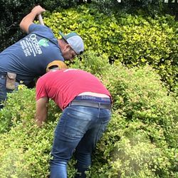 Oliveros Landscaping - Plant removal from center structure.