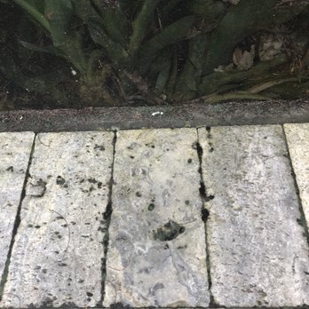 Rent Siesta Key - More moss/moldy pool tiles-slippery when wet - Vacation Rentals Near Me - Siesta Key, Florida Rent Siesta Key - More moss/moldy pool tiles-slippery when wet - Vacation Rentals Near Me - Siesta Key, Florida